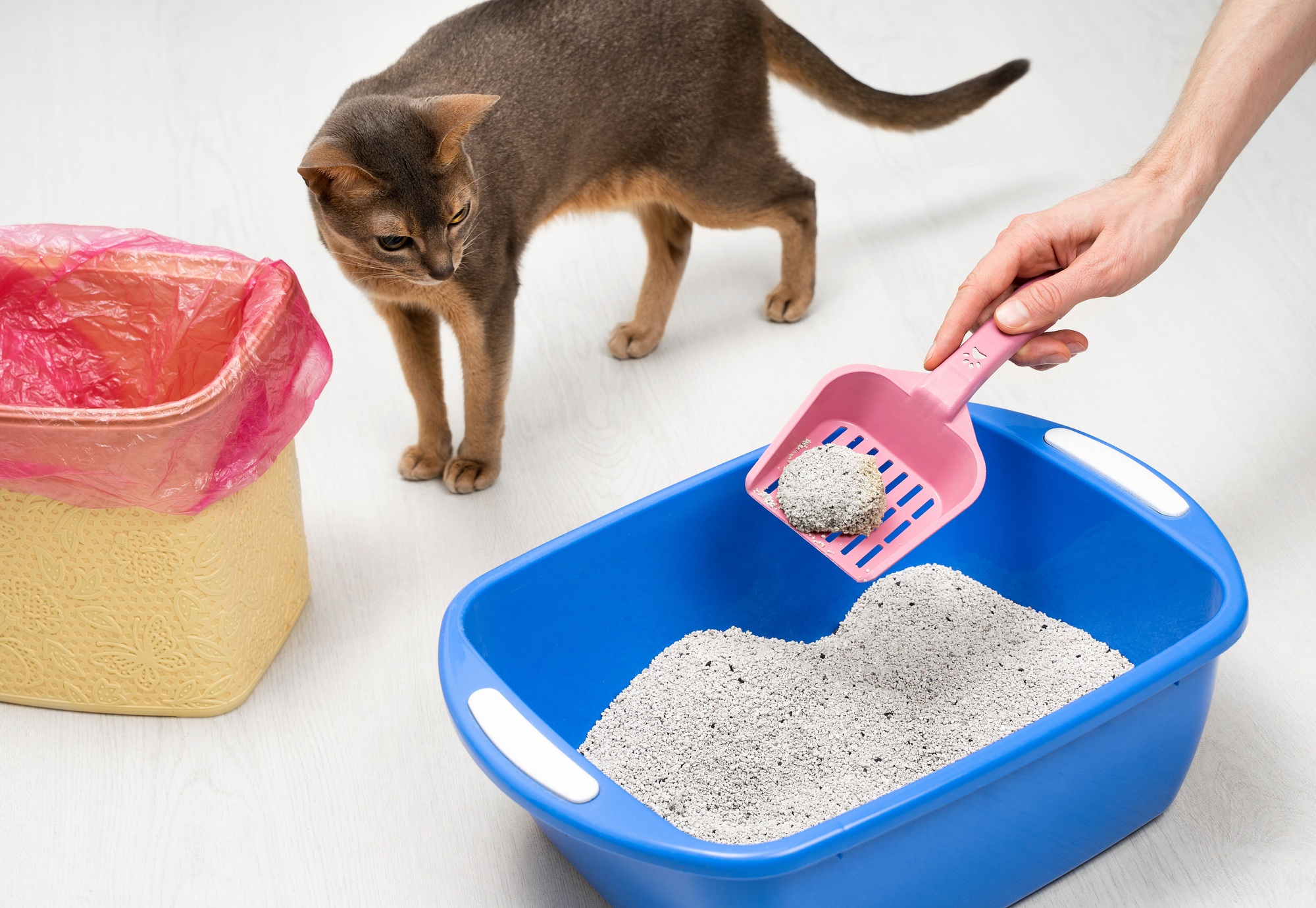 Man cleaning cat litter tray at home, closeup. Cute blue Abyssinian cat watching the process. Remove Tough Home Odors
