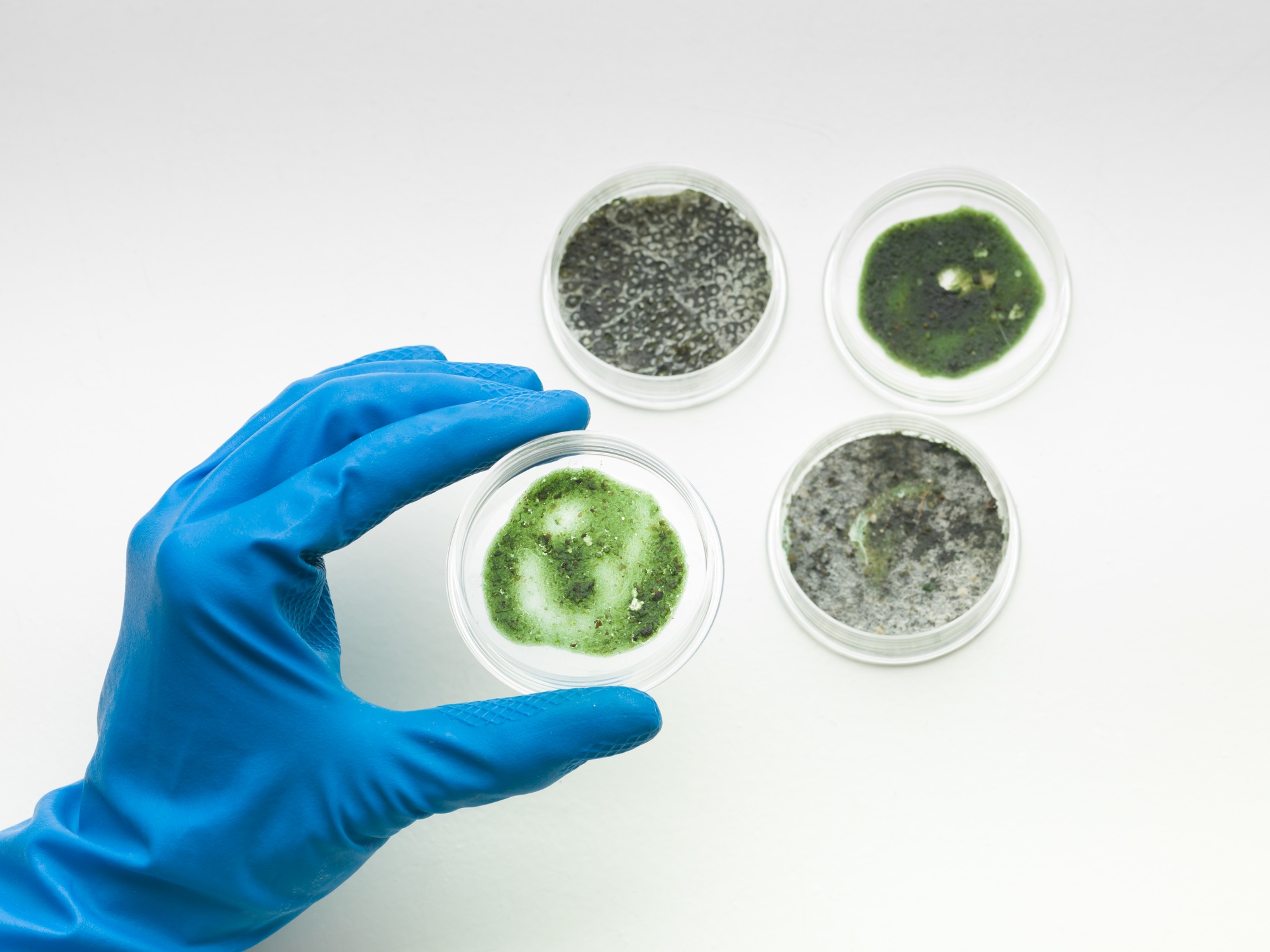 specimens of mold with hand holding one, mold services cleveland, mold company near me